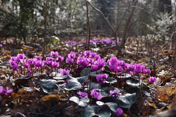 Wild cyclamen, February, Germany, Europe