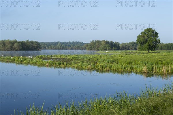 Wetland, wet meadow, water surface, mute swans (Cygnus olor), marsh iris (Iris pseudacorus) in bloom, English oak (Quercus robur), Barnbruchswiesen and Ilkerbruch nature reserve, Lower Saxony, Germany, Europe