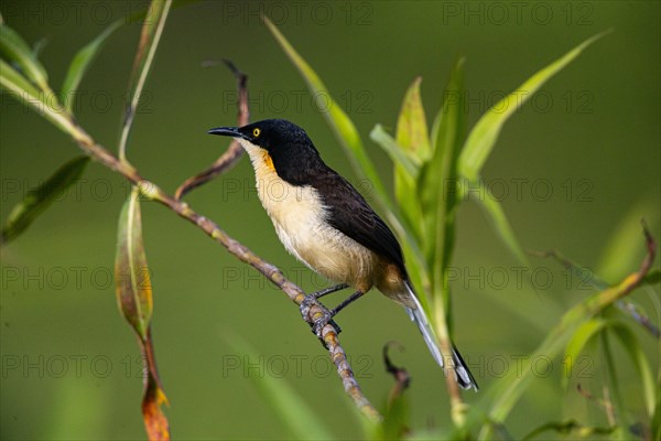 Reed warbler (Donacobius atricapillus) Pantanal Brazil