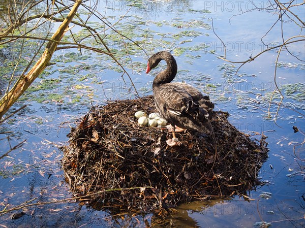 Black swan (Cygnus atratus) at a nest with eggs, North Rhine-Westphalia, Germany, Europe