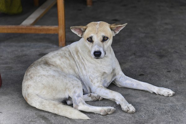 A dog looks attentively while lying relaxed on the ground, Inle Lake, Myanmar, Asia