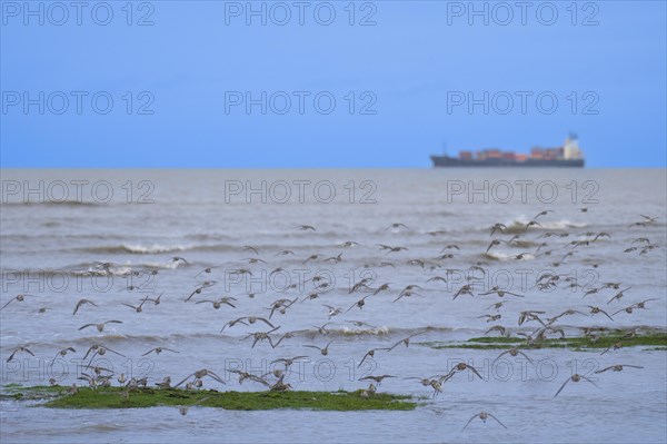 Migratory birds in a flock flying over the sea, in the background a container ship on the horizon against a blue sky, Schillig, Wangerland, North Sea coast, Germany, Europe