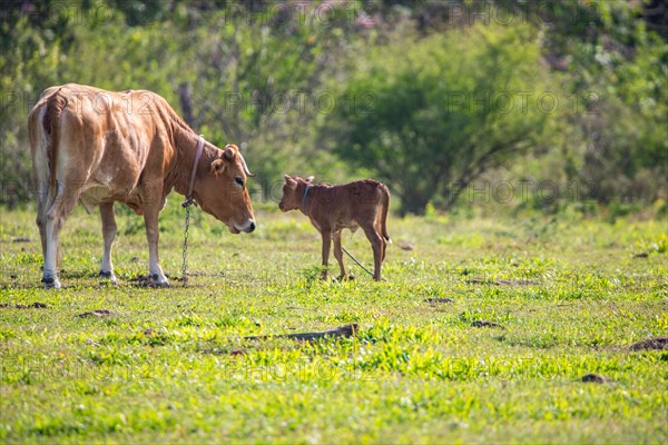 Cow on a pasture in the sun, close-up, portrait of the animal at Pointe Allegre in Guadeloupe au Parc des Mamelles, in the Caribbean. French Antilles, France, Europe