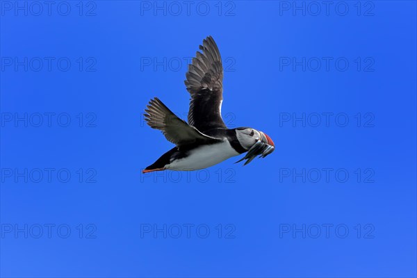 Puffin (Fratercula arctica), adult, flying, with sand eels, with food, Faroe Islands, England, Great Britain, Europe