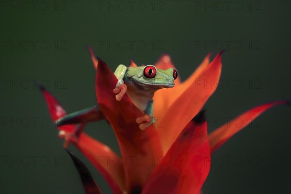 Red-eyed tree frog (Agalychnis callidryas), adult, on bromeliad, captive, Central America