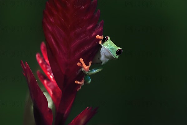 Red-eyed tree frog (Agalychnis callidryas), adult, on bromeliad, captive, Central America