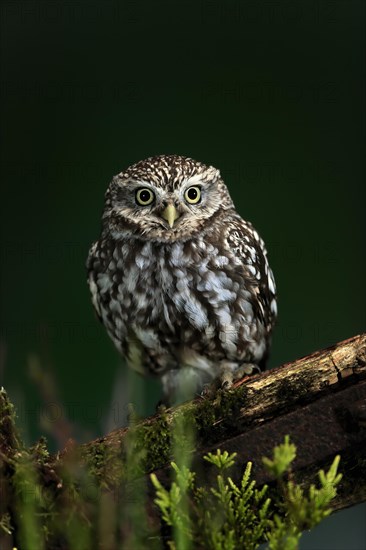 Little owl (Athene noctua), (Tyto alba), adult, on tree trunk, alert, Lowick, Northumberland, England, Great Britain