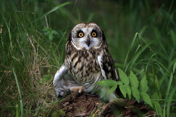 Short-eared owl (Asio flammeus), adult, on the ground, calling, Great Britain