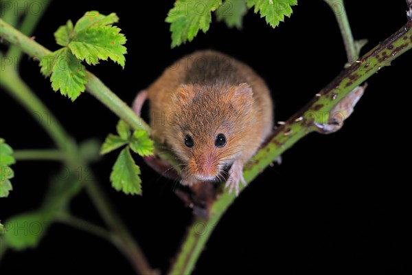 Eurasian harvest mouse (Micromys minutus), adult, on plant stalk, foraging, at night, Scotland, Great Britain