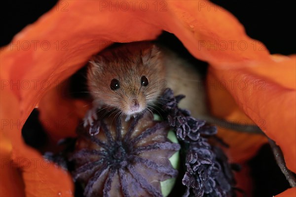 Common harvest mouse, (Micromys minutus), adult, on corn poppy, flower, foraging, at night, Scotland, Great Britain