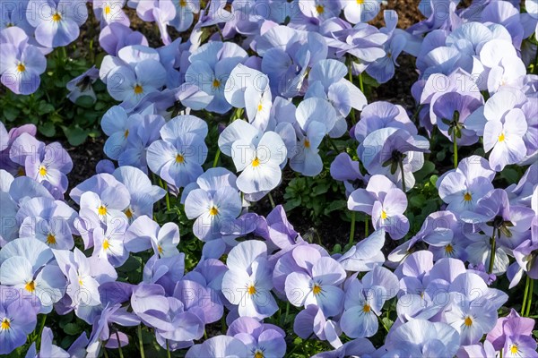 Light purple pansies bloom in soft sunlight