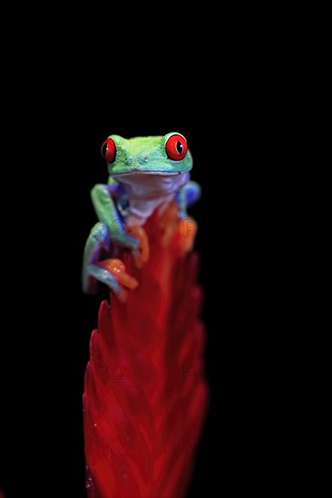 Red-eyed tree frog (Agalychnis callidryas), adult, on bromeliad, captive, Central America