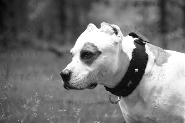 Close-up of a focused dog wearing a bandana, Amazing Dogs in the Nature