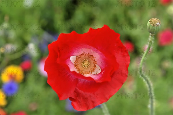 A bright red poppy flower (Papaver rhoeas), with black seed capsule on a blurred green background, Stuttgart, Baden-Wuerttemberg, Germany, Europe