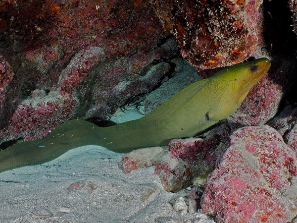 Green moray (Gymnothorax funebris), dive site John Pennekamp Coral Reef State Park, Key Largo, Florida Keys, Florida, USA, North America