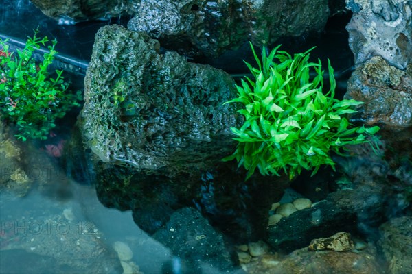 Vivid aquatic plants growing on rocks with still water reflecting the scene, in South Korea