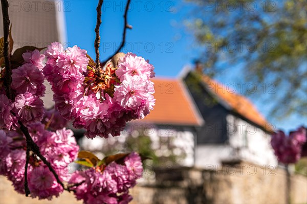 Branch with pink blossoms in spring, blurred house roof in the background, Japanese cherry, Prunus serrulata, Old Town, Hattingen, Ennepe-Ruhr district, Ruhr area, North Rhine-Westphalia