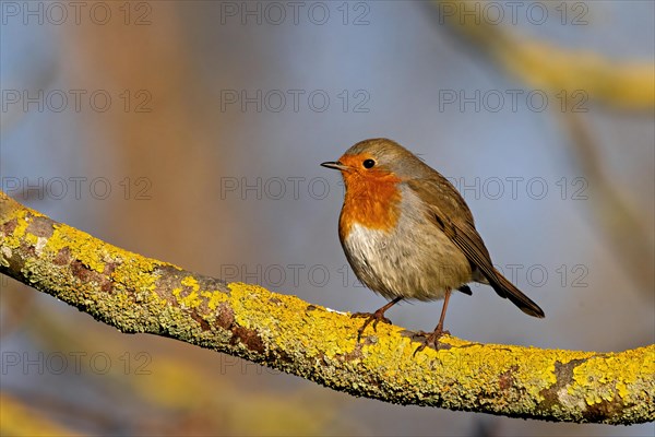 A robin perched on a lichen-covered branch against a blurred background, Erithacus rubecula, Robin, Wagbachniederung