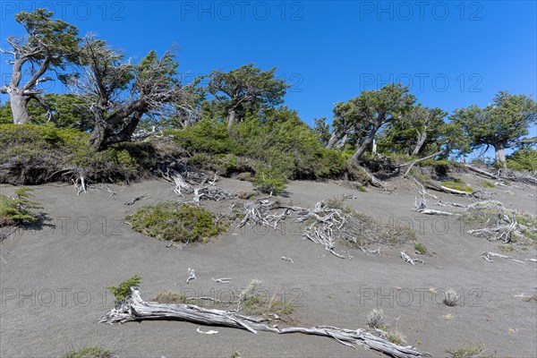 Riparian forest at Lago Grey, Torres del Paine National Park, Parque Nacional Torres del Paine, Cordillera del Paine, Towers of the Blue Sky, Region de Magallanes y de la Antartica Chilena, Ultima Esperanza Province, UNESCO Biosphere Reserve, Patagonia, End of the World, Chile, South America