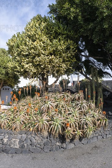 Aloe veras (Aloe vera) in the entrance area of the Fundacion Cesar Manrique, Lanzarote, Canary Islands, Spain, Europe