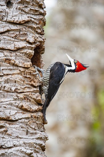 Crimson-crested woodpecker (Campephilus melanoleucos) Pantanal Brazil