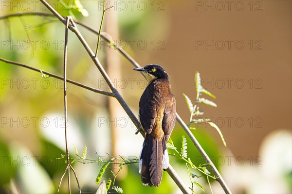 Reed warbler (Donacobius atricapillus) Pantanal Brazil