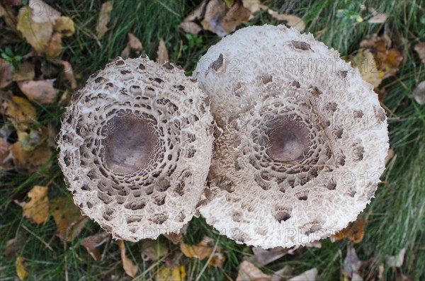 Mushrooms, meadow, Lueneburg, Lower Saxony, Germany, Europe