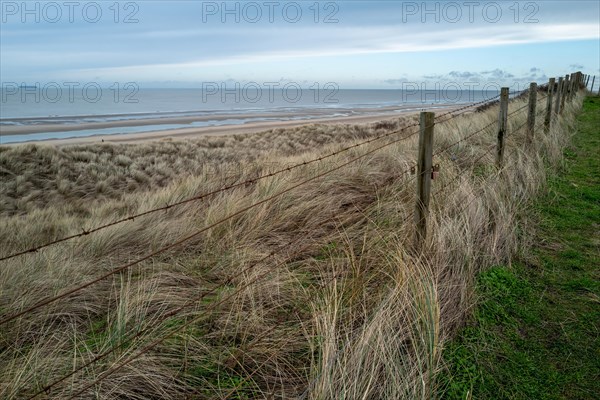 Beach grass growing along a fence in front of sand dunes under a cloudy sky, DeHaan, Flanders, Belgium, Europe