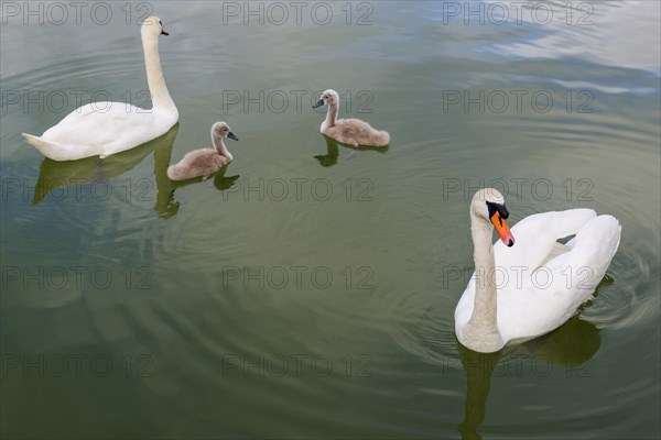 Swan (Cygnus Albus), family, couple, children, offspring, togetherness, bird, swimming bird, animal family, animal, water bird, peaceful, nature, lake, freshwater, water, feathers, wildlife, white, love, friendship, teamwork, together, Masuria, Poland, Europe