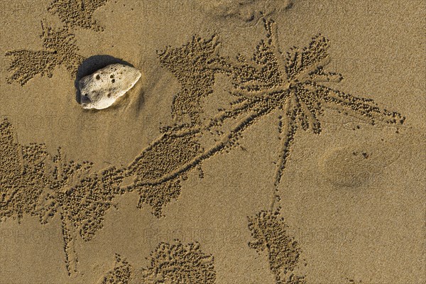 Sandworms form patterns on the beach of Khao Lak, beach, pattern, texture, art, nature art, sea, animal, natural spectacle, natural wonder, coast, ocean, summer, beach holiday, tourism, travel, floral, Thailand, Asia