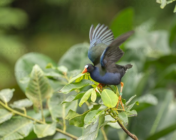 Allen's gallinule (Porphyrio alleni), male, occurring in sub-Saharan Africa, captive, Germany, Europe