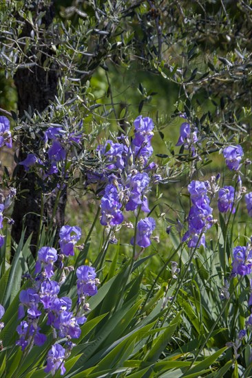 Irises in front of olive trees, Tuscany, Italy, Europe