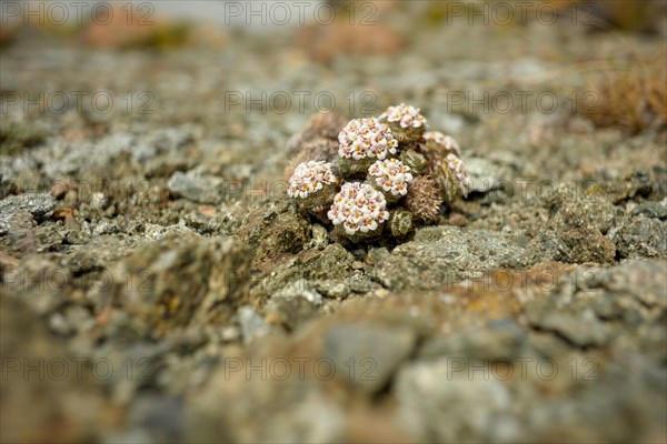 Tiny flowers of Nassauvia lagascae, a plant in the harsh Patagonia, Perito Moreno National Park, Argentina, South America
