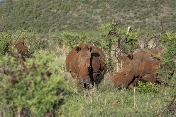 White rhinoceros (Ceratotherium simum), Madikwe Game Reserve, North West Province, South Africa, RSA, Africa