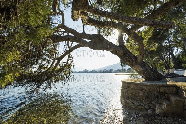 Waterfront promenade, Port de Pollenca, Serra de Tramuntana, Majorca, Balearic Islands, Spain, Europe