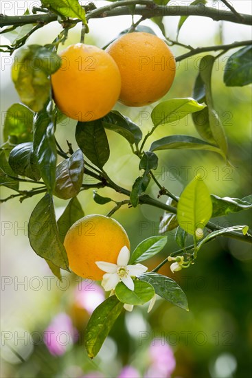 Blooming orange tree, Fornalutx, Serra de Tramuntana, Majorca, Balearic Islands, Spain, Europe