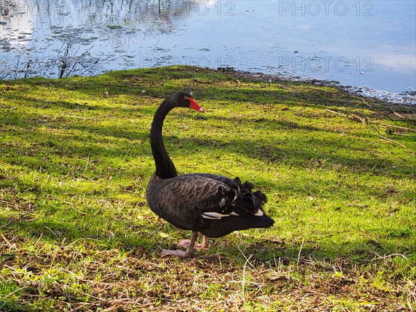 Black swan (Cygnus atratus) at a pond, North Rhine-Westphalia, Germany, Europe