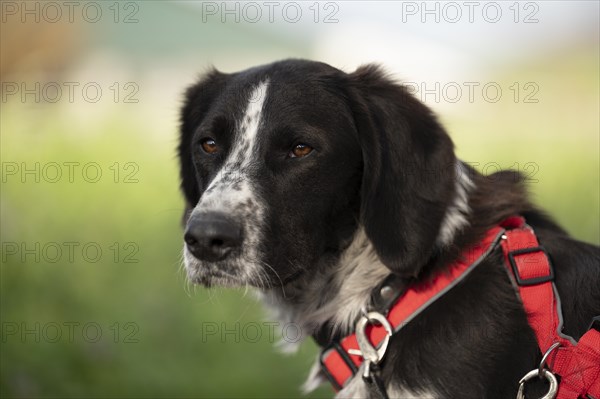 Domestic dog (Canis lupus familiaris), mixed-breed, male, animal welfare, animal welfare dog, profile shot, looking to the left in front, black and white spotted coat, brown eyes, red harness, double safety collar, background blurred green and blue, Hesse, Germany, Europe