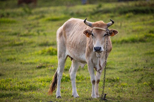 Cow on a pasture in the sun, close-up, portrait of the animal at Pointe Allegre in Guadeloupe au Parc des Mamelles, in the Caribbean. French Antilles, France, Europe