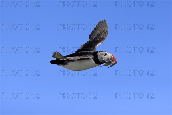 Puffin (Fratercula arctica), adult, flying, with sand eels, with food, Faroe Islands, England, Great Britain, Europe