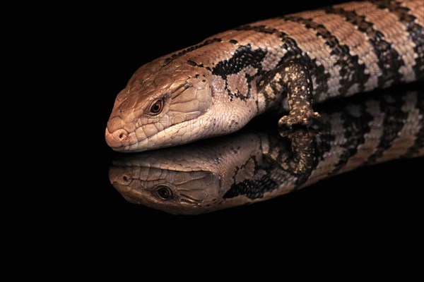 Indonesian blue-tongued skink (Tiliqua gigas), adult, captive, Indonesia, Asia