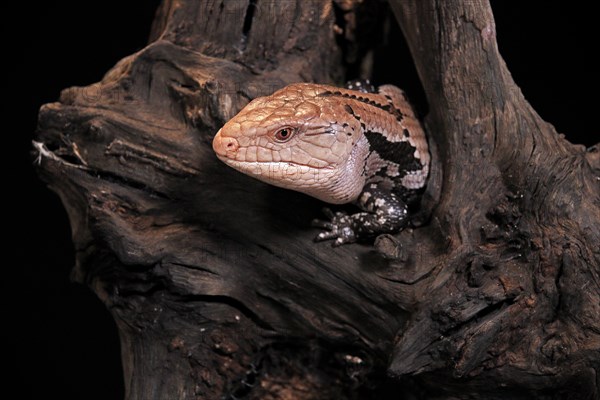 Indonesian blue-tongued skink (Tiliqua gigas), adult, captive, Indonesia, Asia