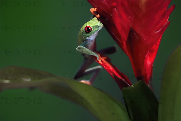 Red-eyed tree frog (Agalychnis callidryas), adult, on bromeliad, captive, Central America