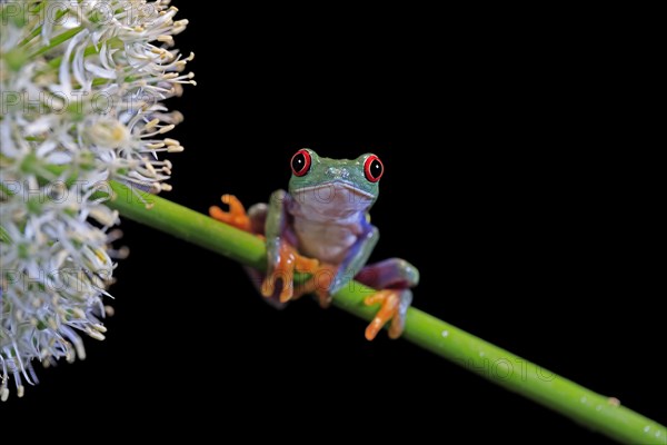 Red-eyed tree frog (Agalychnis callidryas), adult, on green stem, Aeonium, captive, Central America