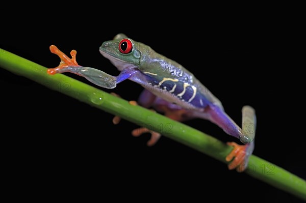 Red-eyed tree frog (Agalychnis callidryas), adult, on green stem, Aeonium, captive, Central America