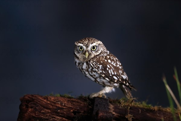 Little owl (Athene noctua), (Tyto alba), adult, on tree trunk, alert, Lowick, Northumberland, England, Great Britain