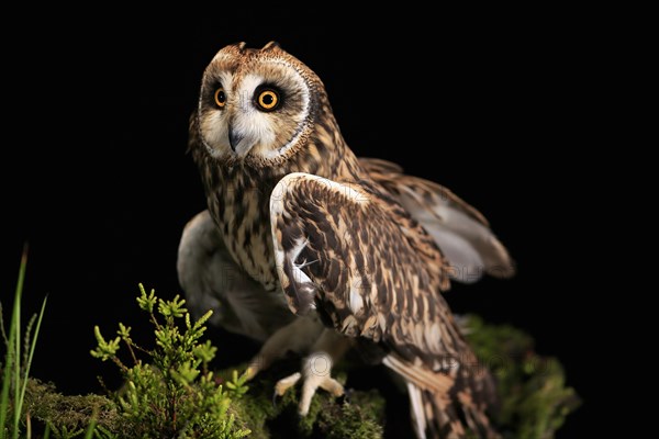 Short-eared owl (Asio flammeus), adult, at night, perch, Great Britain