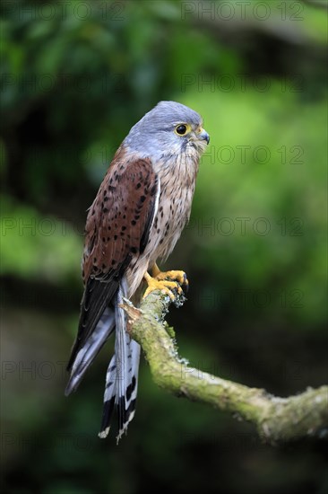 Common kestrel (Falco tinnunculus), adult, male, perch, spreading wings, Scotland, Great Britain