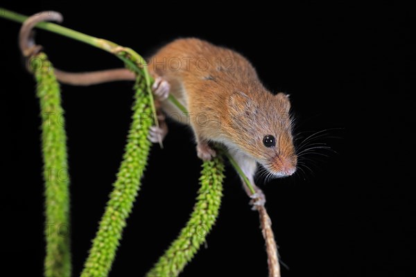 Eurasian harvest mouse (Micromys minutus), adult, on plant stalks, ears of corn, foraging, at night, Scotland, Great Britain