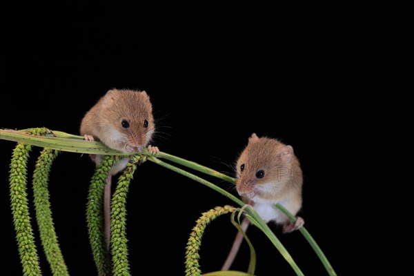 Eurasian harvest mouse (Micromys minutus), adult, two, pair, on plant stalks, spikes, foraging, at night, Scotland, Great Britain